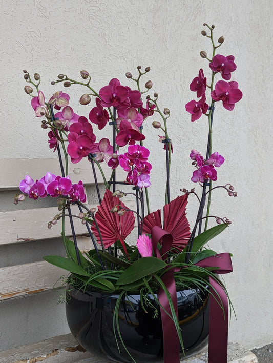 Mixed orchid in black planter 15'' 蝴蝶兰花盘 （extra large size)