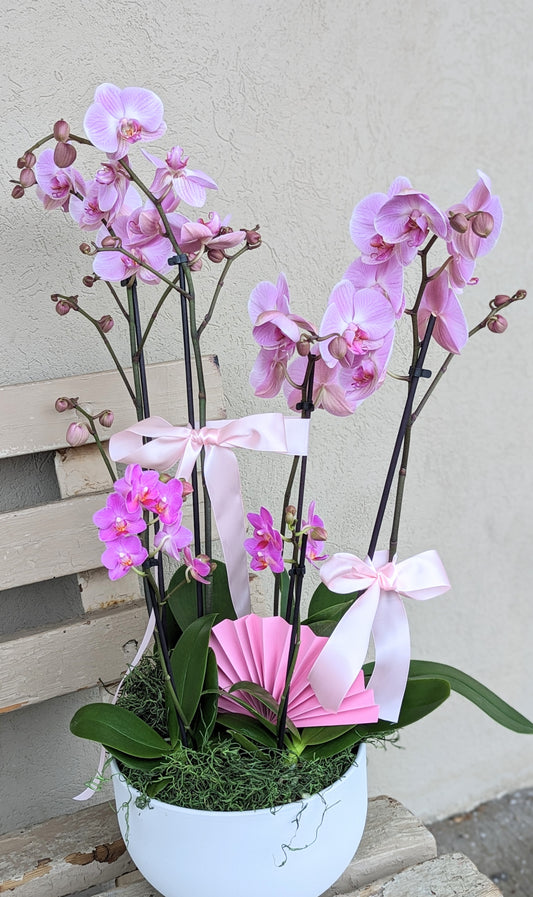 Mixed height orchids planter (large size)