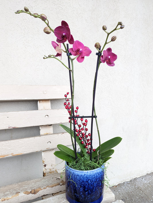 double spike orchid 5'' pot