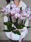 miniature orchid planter 12-19'' 迷你兰花盘 （extra large size) 010