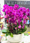Dragon butterfly orchid planter (Extra large)