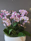 miniature orchid planter 12-19'' 迷你兰花盘 （extra large size) 010