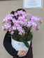 miniature orchid planter 10'' 迷你兰花盘(large size) 012
