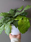 Calathea network 6'' with pot