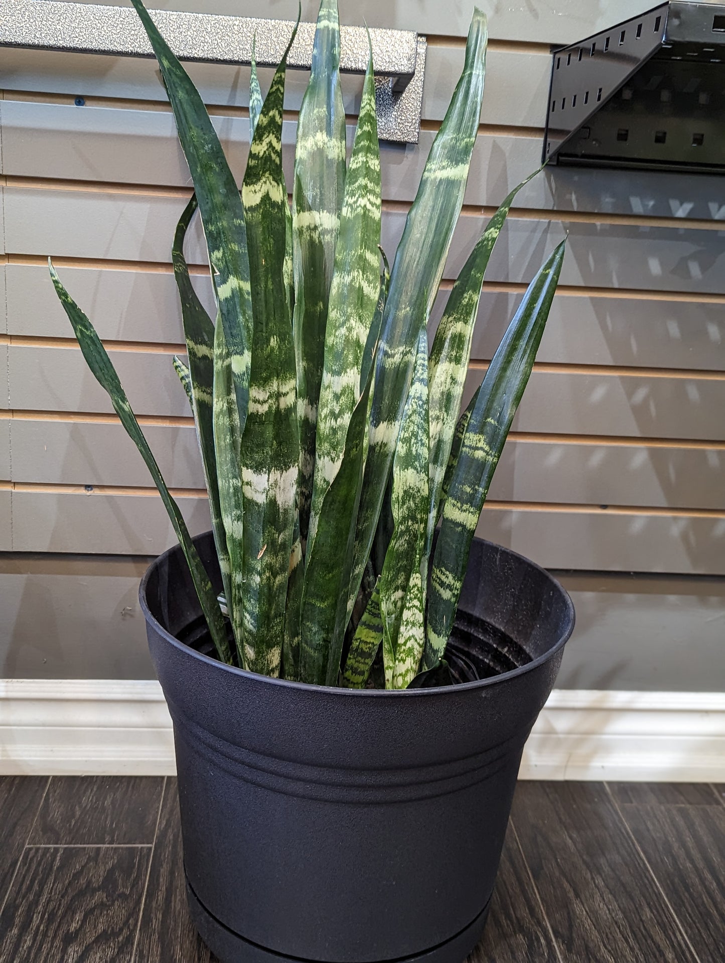 10'' Black coral snake plant