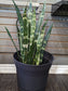 10'' Black coral snake plant