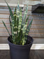 10'' Black coral snake plant