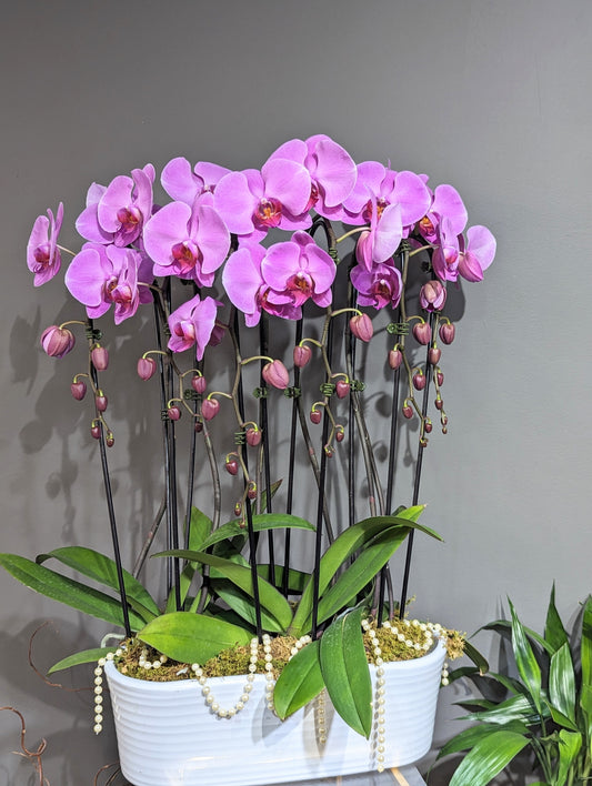 Cascading orchid planter (large planter) 041