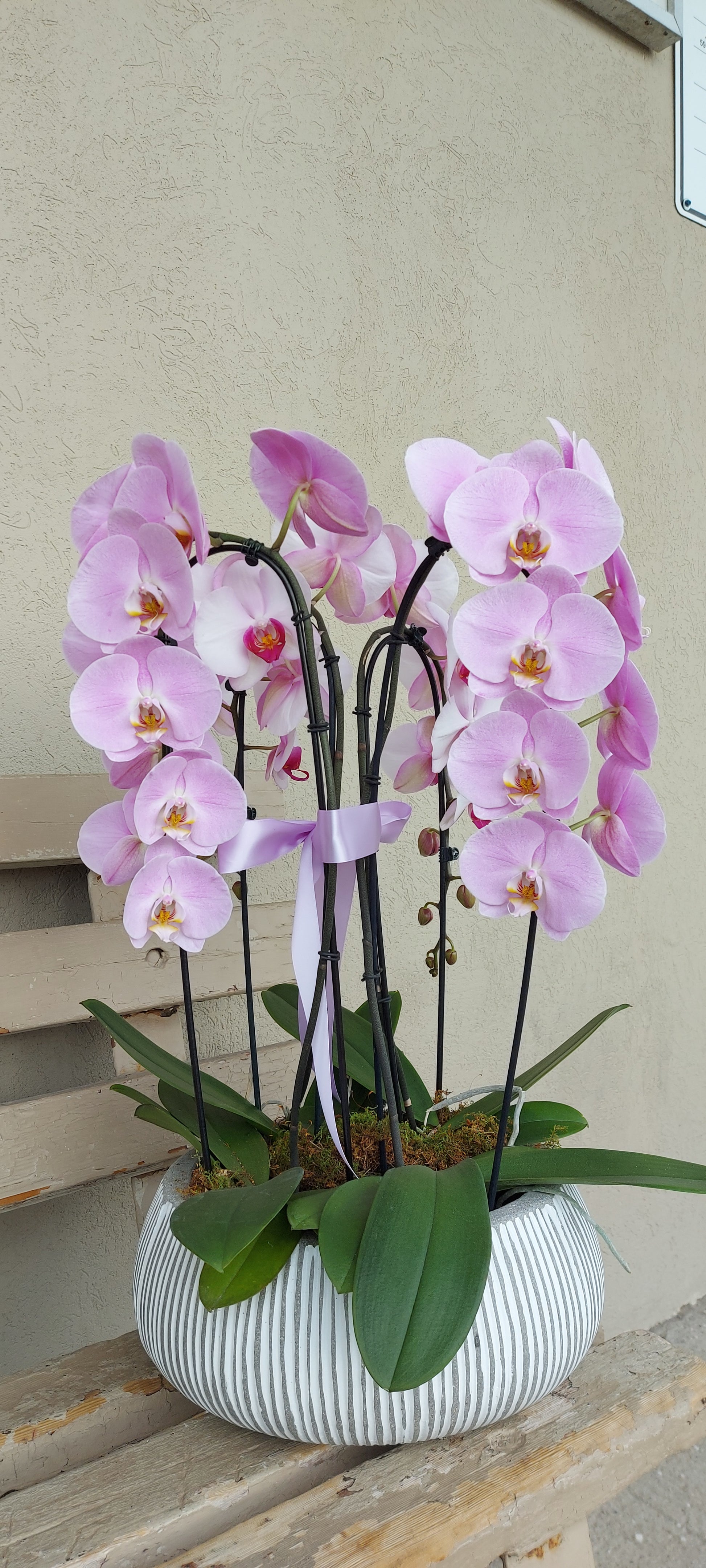 orchid plant pots large Waterfall Orchids planter (extra large) – Floralbay